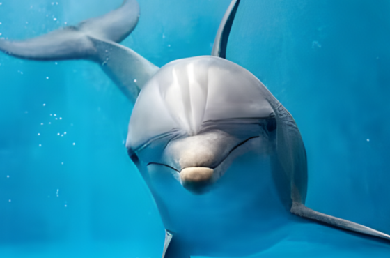 Dolphin House – Boat Trip Hurghada