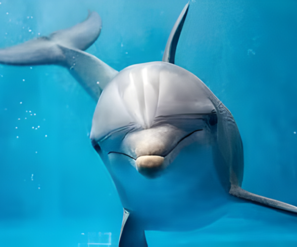 Dolphin House – Boat Trip Hurghada