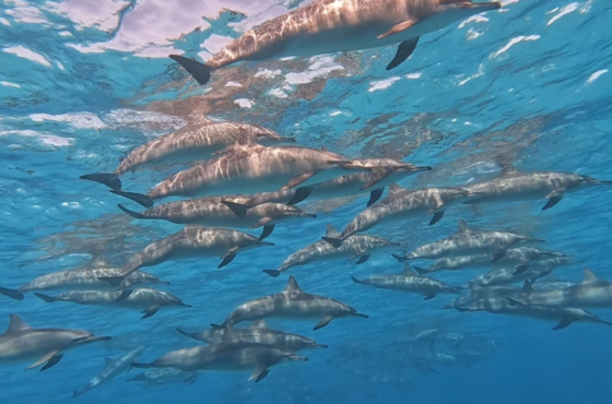 WADI EL GEMAL NATIONAL PARK DOLPHIN HOUSE + WHITE ISLAND
