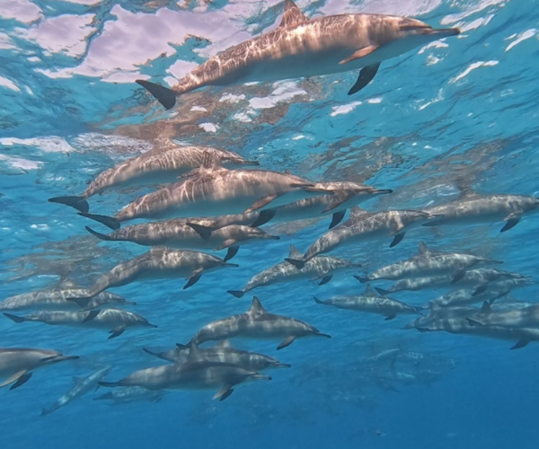 WADI EL GEMAL NATIONAL PARK DOLPHIN HOUSE + WHITE ISLAND