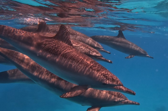 SATAYA REEF LUXURY OVERNIGHT SAFARI