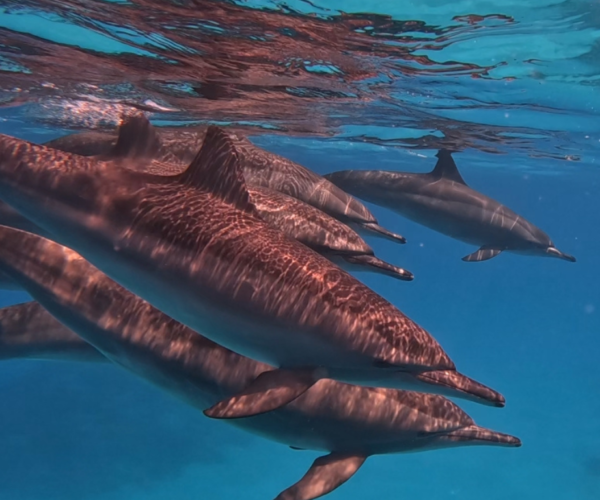 SATAYA REEF LUXURY OVERNIGHT SAFARI